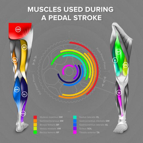 L'EMG comme outils d'analyse posturale cycliste ? — illustration 1